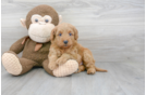 Meet Baron - our Mini Goldendoodle Puppy Photo 1/3 - Florida Fur Babies