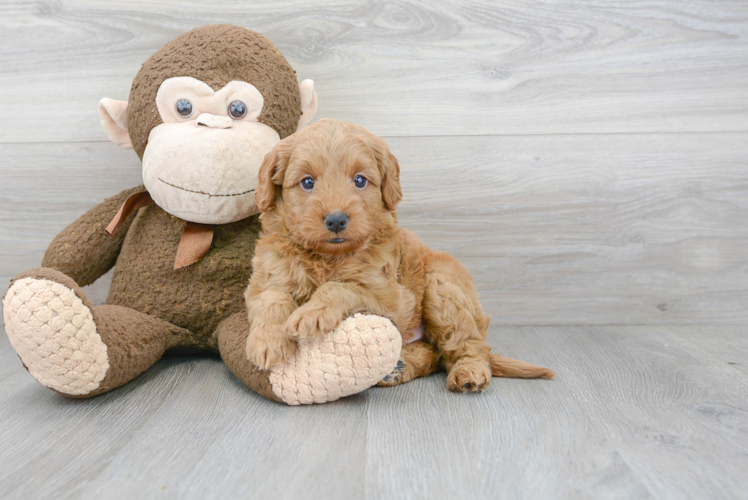 Meet Baron - our Mini Goldendoodle Puppy Photo 1/3 - Florida Fur Babies