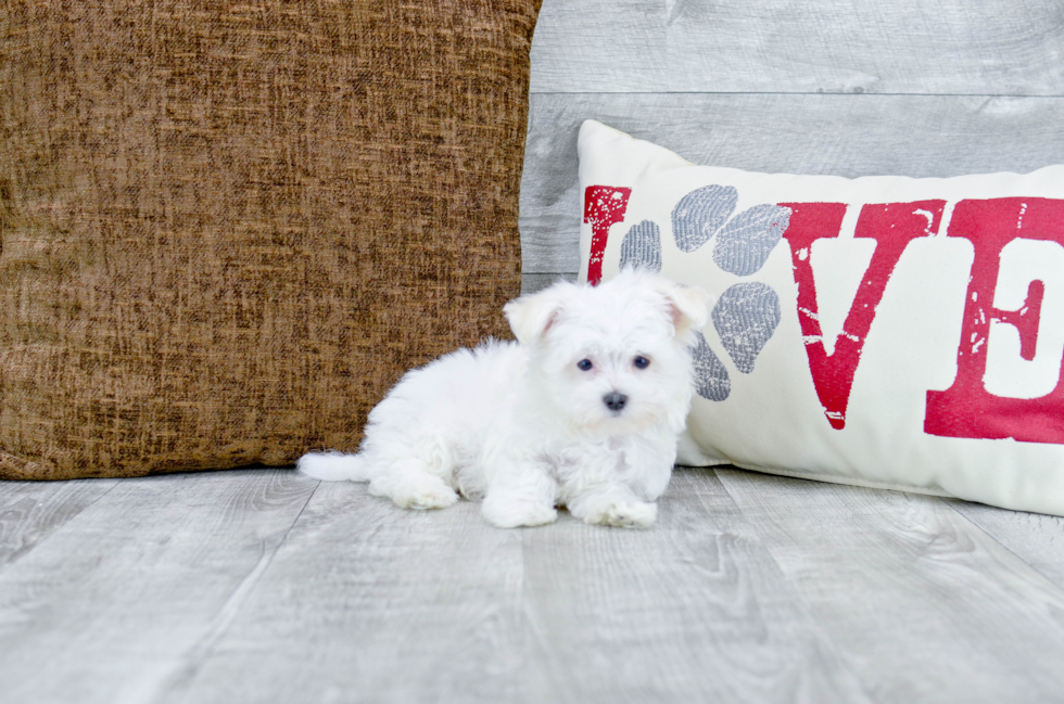 Meet Penelope - our Maltese Puppy Photo 1/4 - Florida Fur Babies