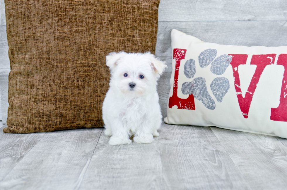 Meet Penelope - our Maltese Puppy Photo 3/4 - Florida Fur Babies