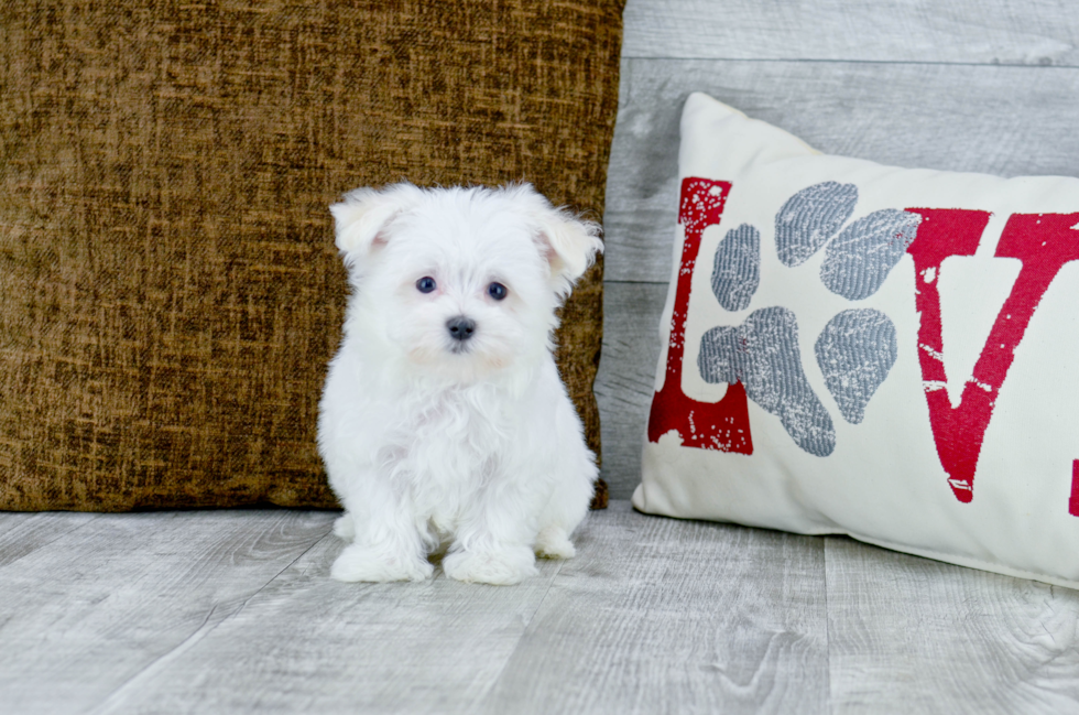 Meet Penelope - our Maltese Puppy Photo 4/4 - Florida Fur Babies