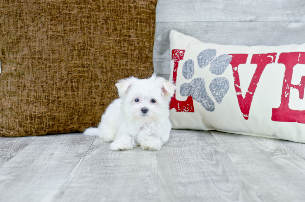 Meet Penelope - our Maltese Puppy Photo 2/4 - Florida Fur Babies