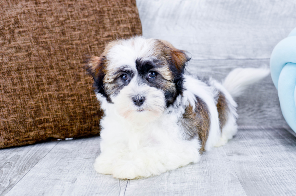 Meet Elon - our Havanese Puppy Photo 3/5 - Florida Fur Babies