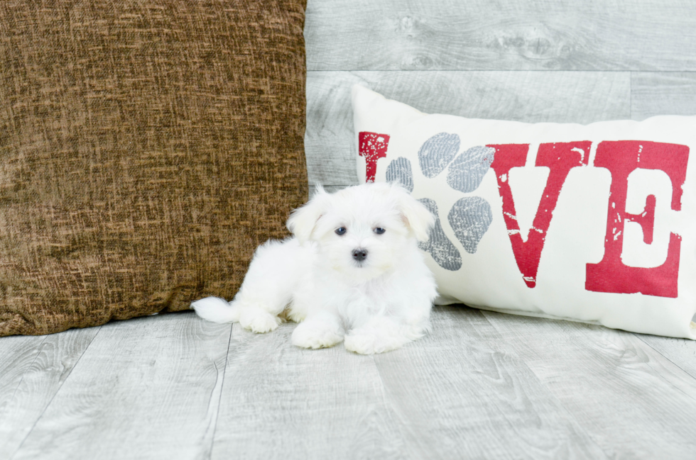 Meet Snowy - our Maltese Puppy Photo 2/3 - Florida Fur Babies