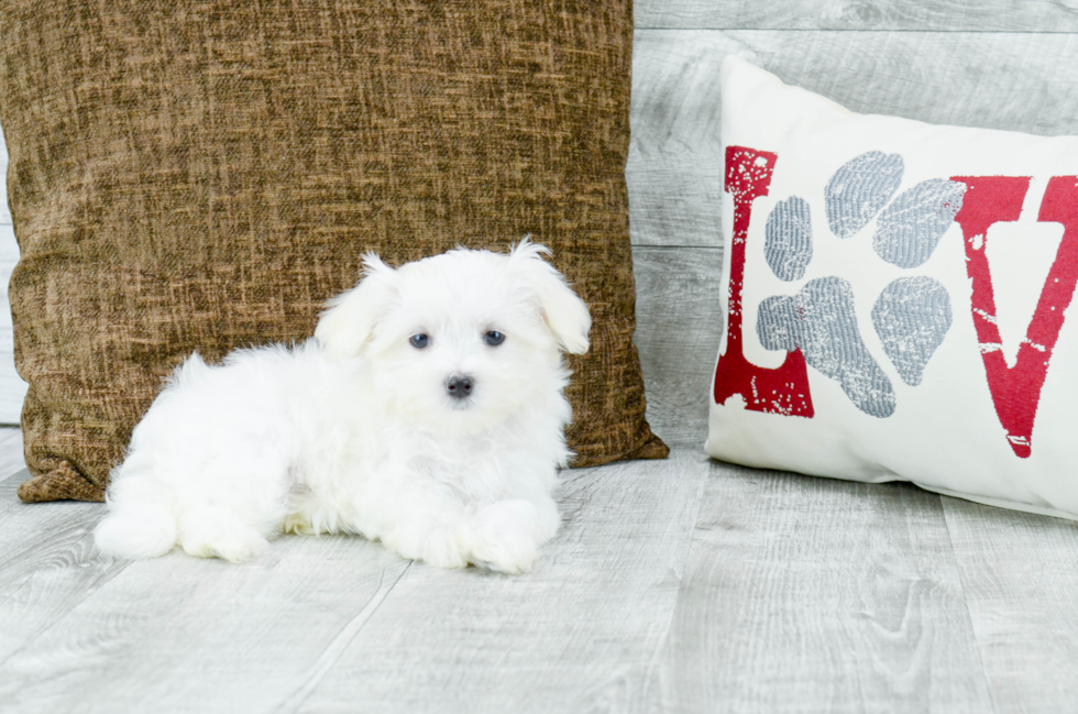 Meet Snowy - our Maltese Puppy Photo 3/3 - Florida Fur Babies