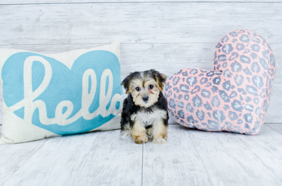 Meet Zoey - our Morkie Puppy Photo 3/5 - Florida Fur Babies