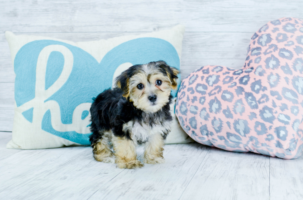Meet Zoey - our Morkie Puppy Photo 5/5 - Florida Fur Babies