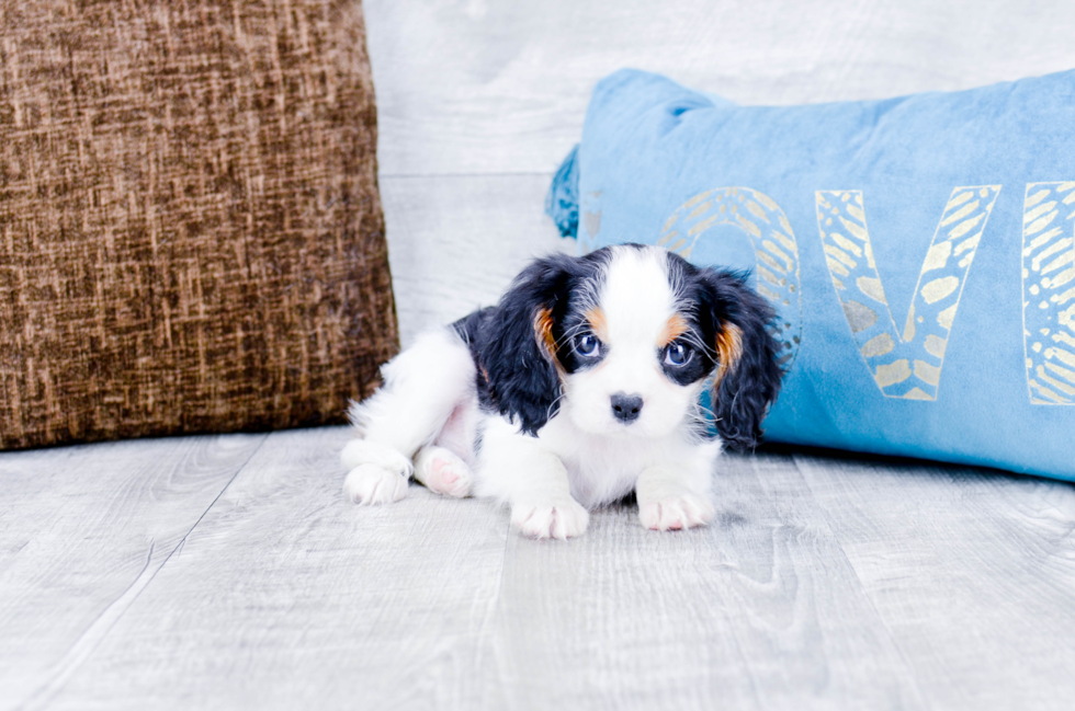 Meet Calvin - our Cavalier King Charles Spaniel Puppy Photo 3/4 - Florida Fur Babies