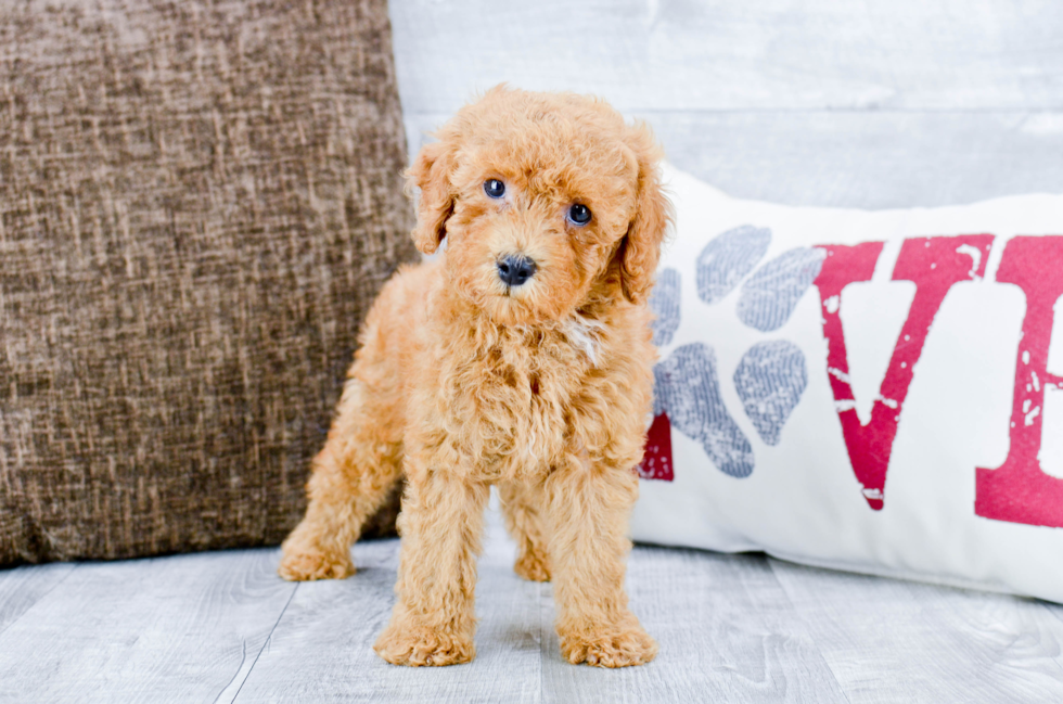 Meet Anders - our Mini Goldendoodle Puppy Photo 2/2 - Florida Fur Babies