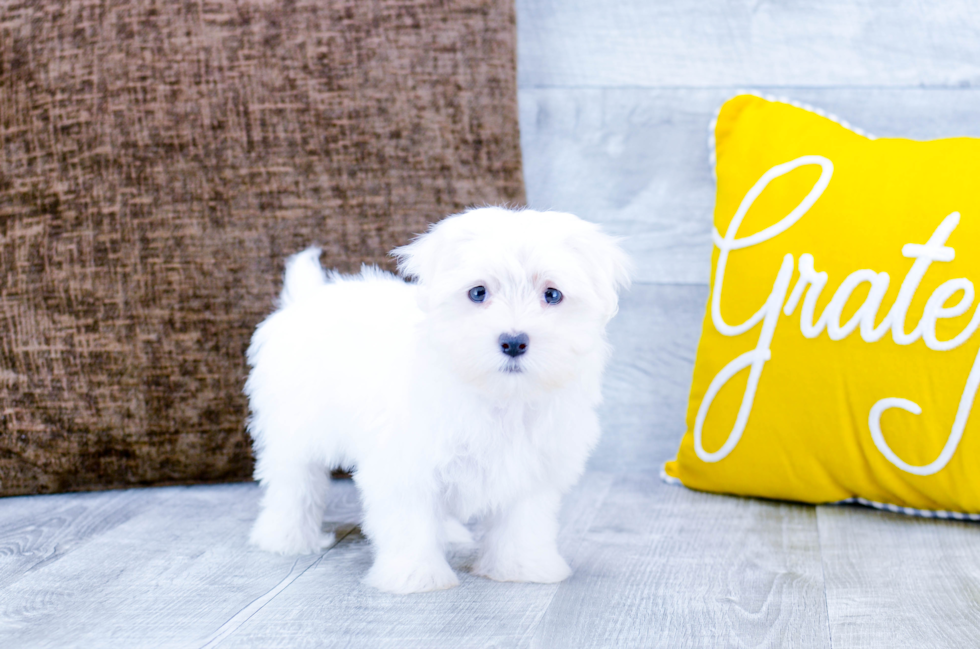 Meet Kesha - our Maltese Puppy Photo 3/5 - Florida Fur Babies
