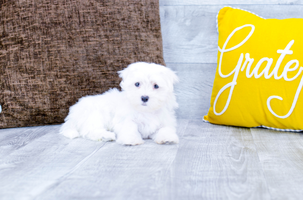 Meet Kesha - our Maltese Puppy Photo 4/5 - Florida Fur Babies