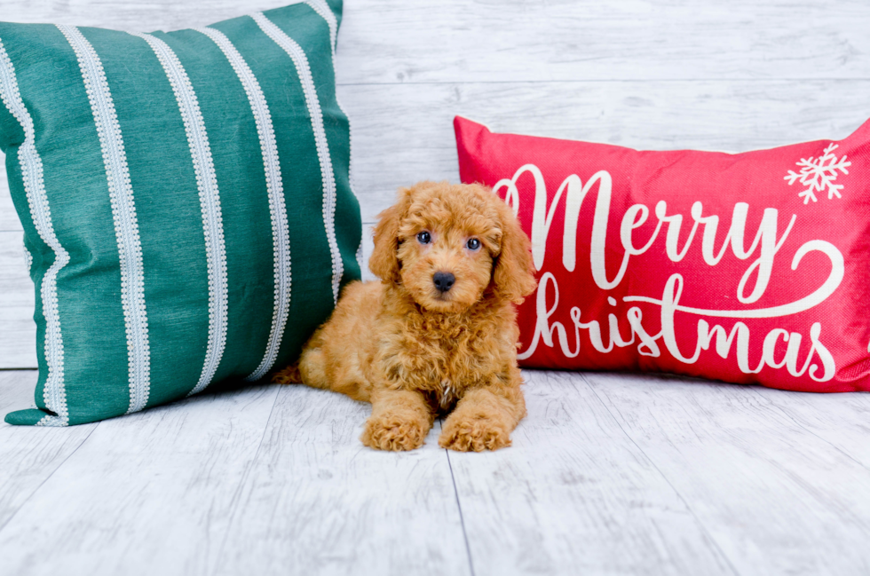 Meet Red Rider - our Mini Goldendoodle Puppy Photo 1/5 - Florida Fur Babies
