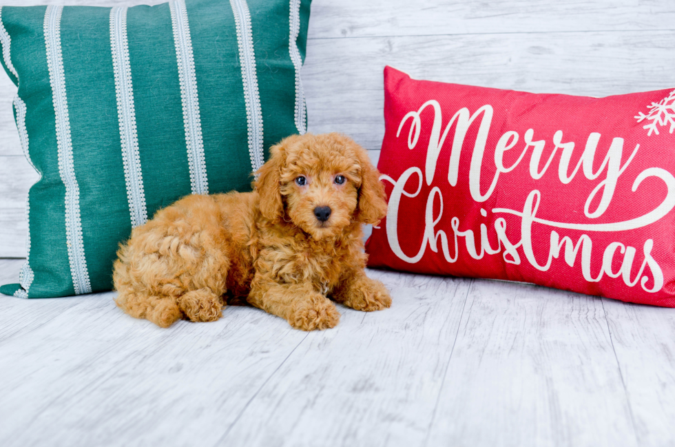 Meet Red Rider - our Mini Goldendoodle Puppy Photo 3/5 - Florida Fur Babies
