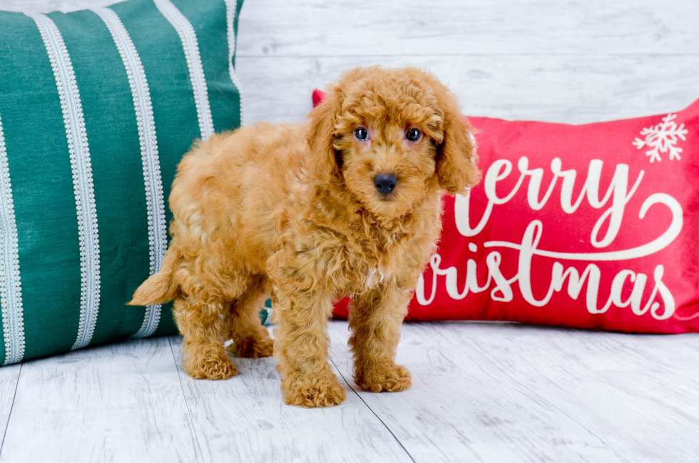 Meet Red Rider - our Mini Goldendoodle Puppy Photo 5/5 - Florida Fur Babies