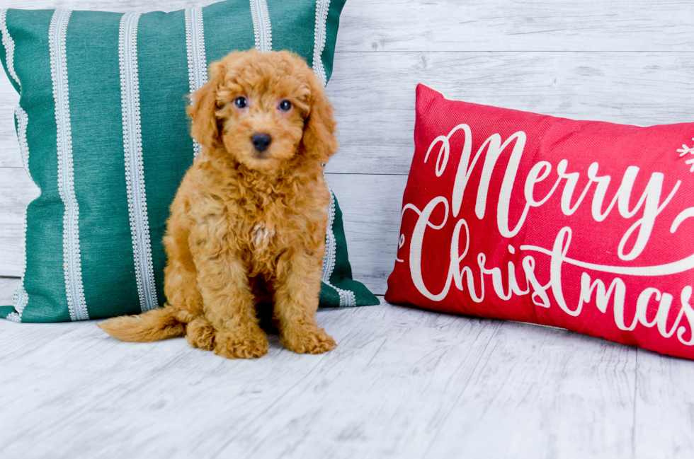 Meet Red Rider - our Mini Goldendoodle Puppy Photo 2/5 - Florida Fur Babies