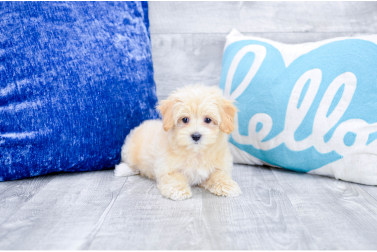 Meet  Enzo - our Maltipoo Puppy Photo 1/3 - Florida Fur Babies