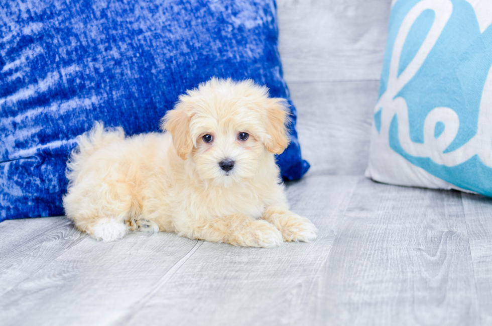 Meet  Enzo - our Maltipoo Puppy Photo 2/3 - Florida Fur Babies