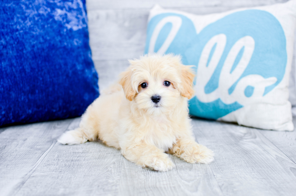 Meet  Enzo - our Maltipoo Puppy Photo 3/3 - Florida Fur Babies