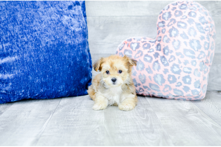Meet  Aubrey - our Morkie Puppy Photo 1/4 - Florida Fur Babies