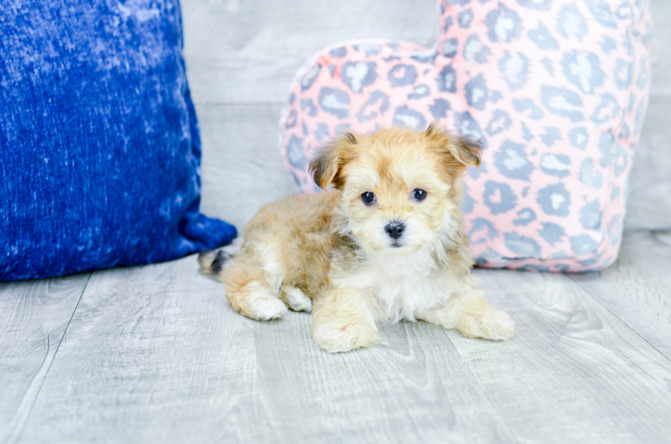 Meet  Aubrey - our Morkie Puppy Photo 2/4 - Florida Fur Babies