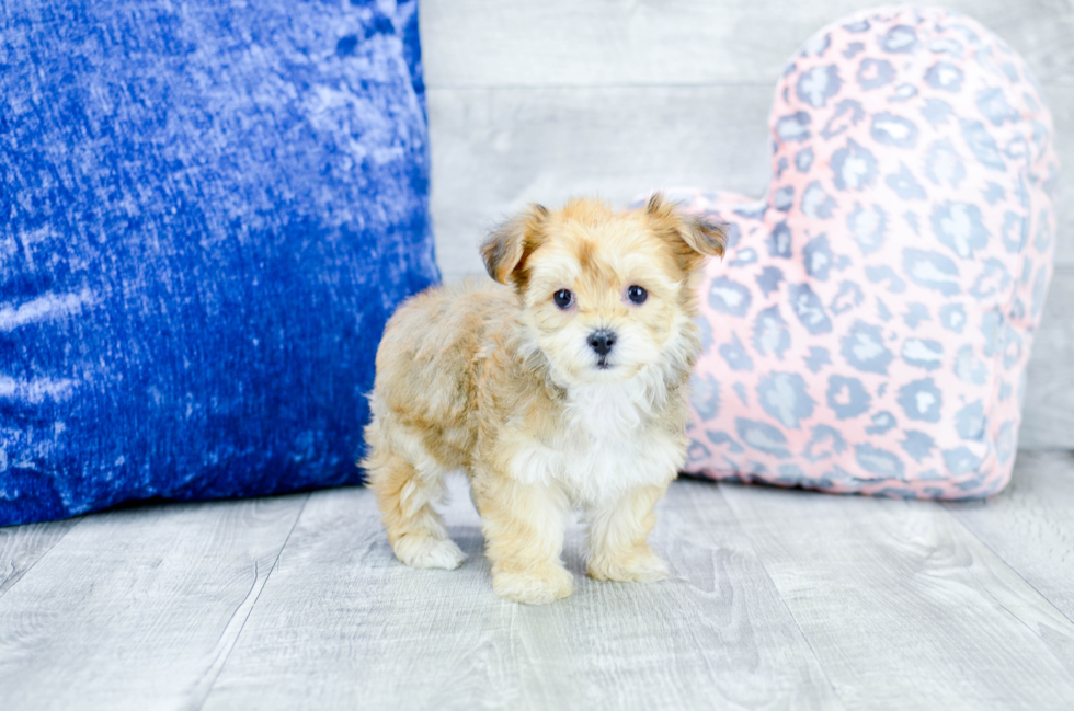 Meet  Aubrey - our Morkie Puppy Photo 4/4 - Florida Fur Babies
