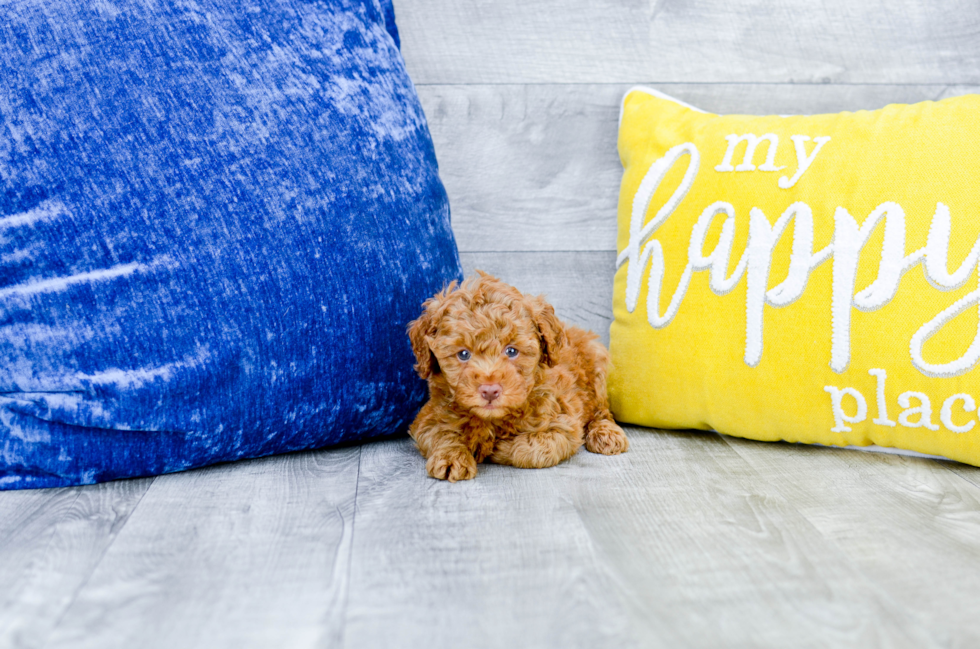 Meet Edward - our Mini Goldendoodle Puppy Photo 1/4 - Florida Fur Babies
