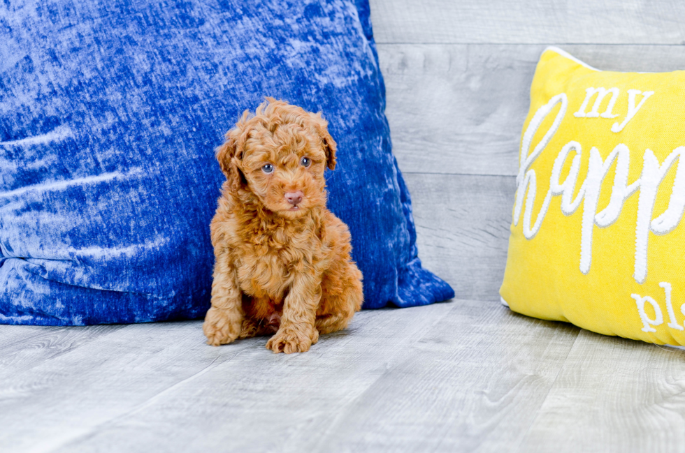 Meet Edward - our Mini Goldendoodle Puppy Photo 4/4 - Florida Fur Babies