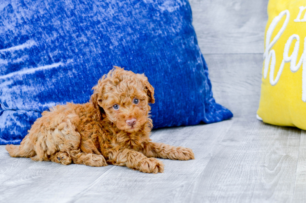 Meet Edward - our Mini Goldendoodle Puppy Photo 2/4 - Florida Fur Babies