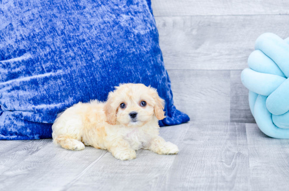 Meet Lisa - our Cavachon Puppy Photo 2/3 - Florida Fur Babies