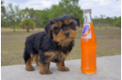 Meet Shep - our Yorkshire Terrier Puppy Photo 2/3 - Florida Fur Babies