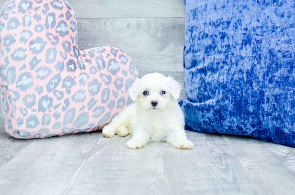 Meet Uma - our Maltese Puppy Photo 1/3 - Florida Fur Babies
