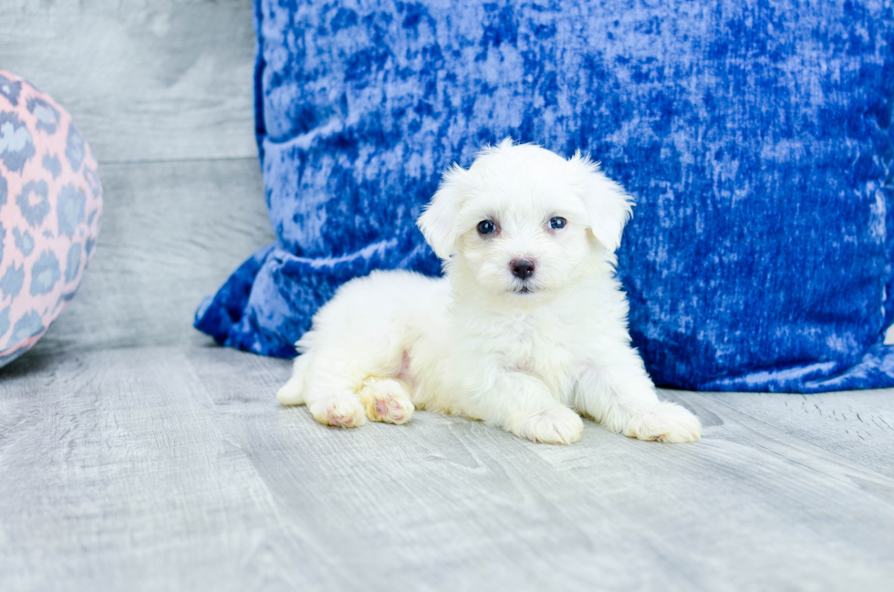 Meet Uma - our Maltese Puppy Photo 2/3 - Florida Fur Babies