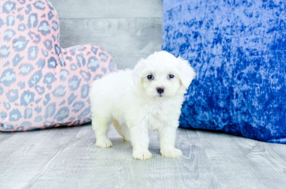 Meet Uma - our Maltese Puppy Photo 3/3 - Florida Fur Babies