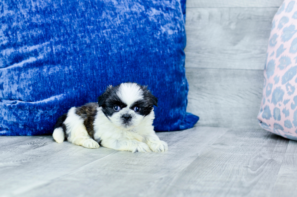 Cute Shih Tzu Purebred Pup