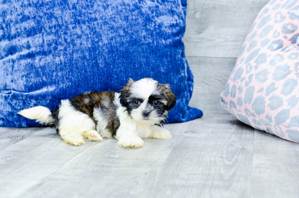 Meet Olivia - our Shih Tzu Puppy Photo 3/4 - Florida Fur Babies