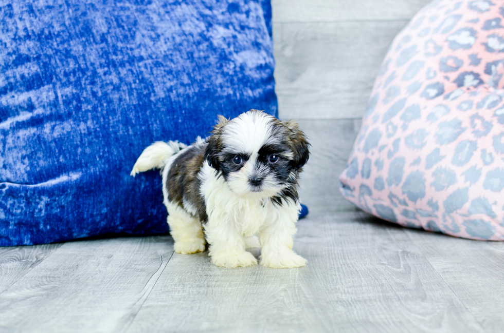 Meet Olivia - our Shih Tzu Puppy Photo 2/4 - Florida Fur Babies