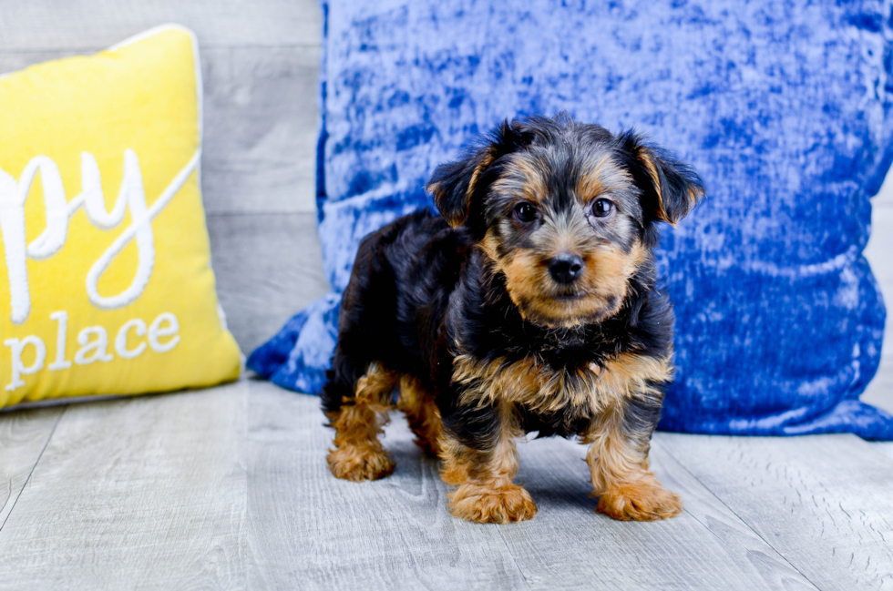 Meet Oscar - our Yorkshire Terrier Puppy Photo 