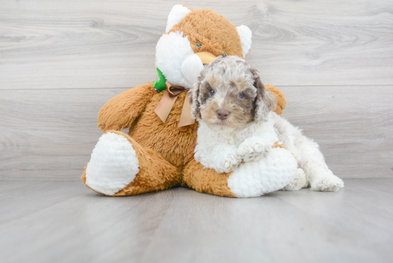 Meet Santino - our Cockapoo Puppy Photo 2/3 - Florida Fur Babies