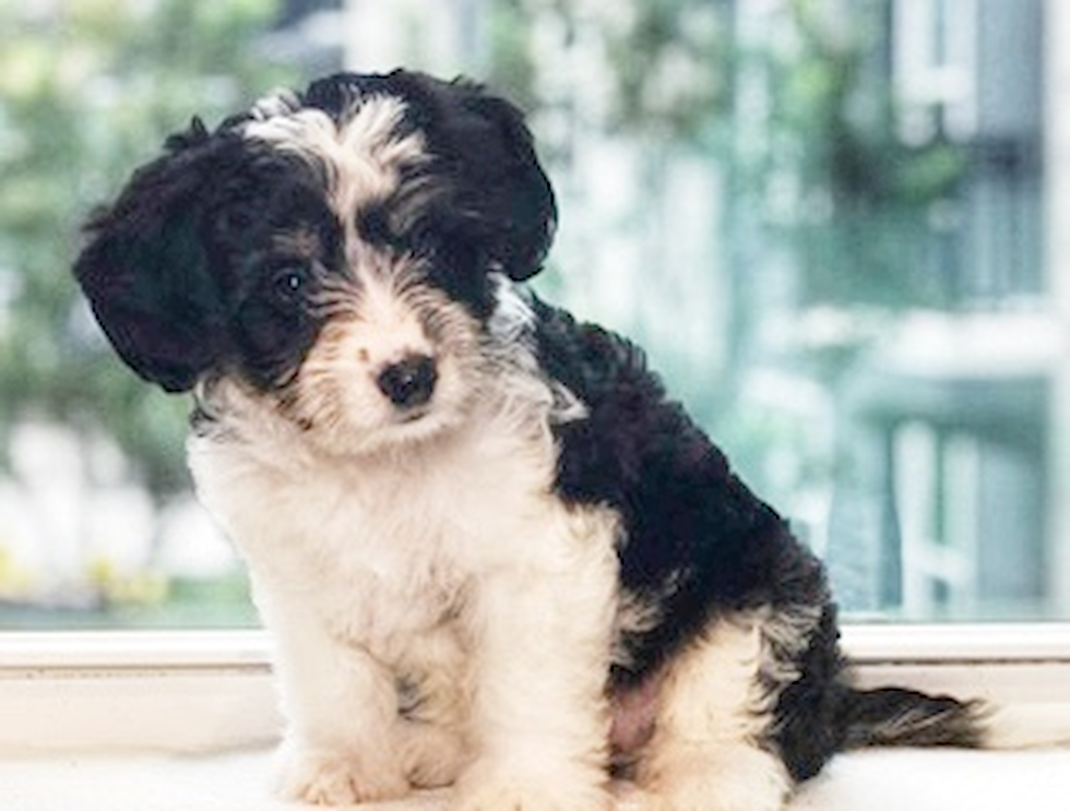 Cute Australian Designer Pup