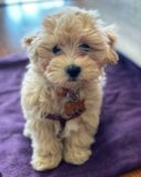 Cute Maltepoo Poodle Mix Pup Cute Maltepoo Poodle Mix Pup