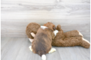 Meet Abraham - our Havashu Puppy Photo 3/3 - Florida Fur Babies