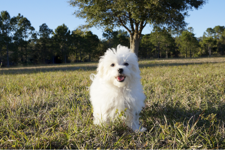 Meet Snowflake - our Maltese Puppy Photo 1/3 - Florida Fur Babies