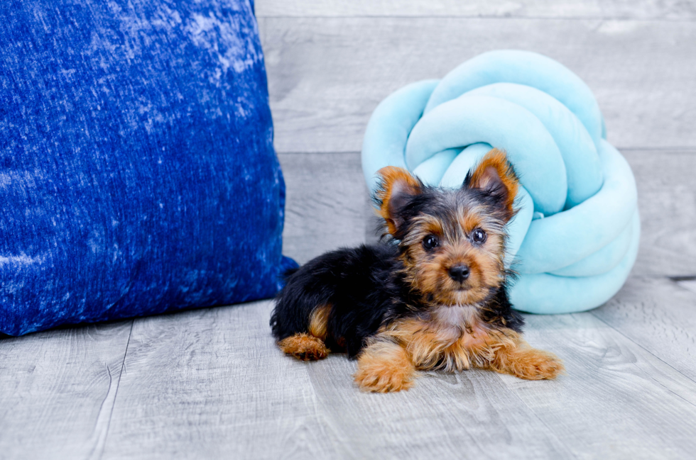 Meet Micheal - our Yorkshire Terrier Puppy Photo 