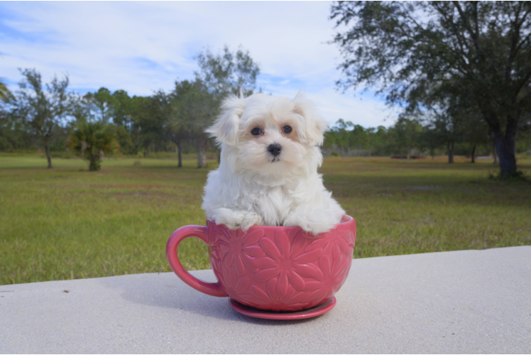 Meet Noelle - our Maltese Puppy Photo 2/3 - Florida Fur Babies