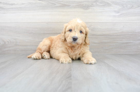 12 week old Mini Goldendoodle Puppy For Sale - Florida Fur Babies