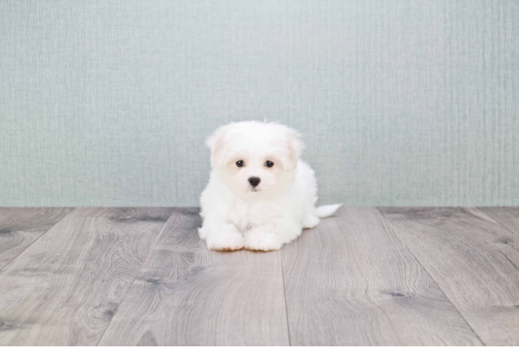Meet Carrie - our Maltese Puppy Photo 2/3 - Florida Fur Babies