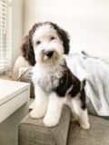 Cute Mini Sheepadoodle Poodle Mix Pup Cute Mini Sheepadoodle Poodle Mix Pup