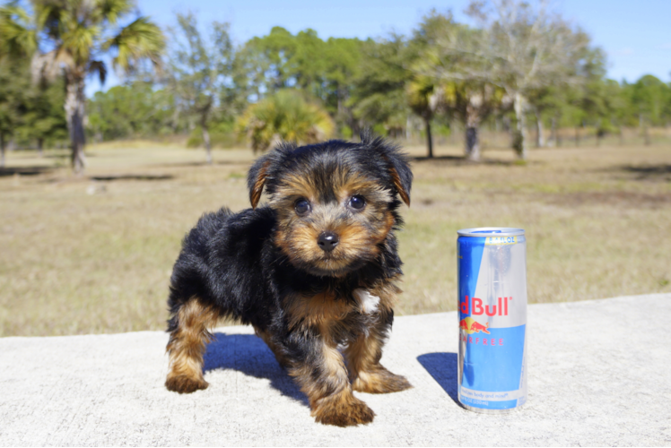 Meet Rucker - our Yorkshire Terrier Puppy Photo 1/3 - Florida Fur Babies