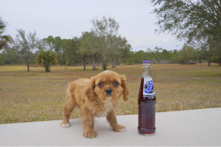 Meet Foxtrot - our Cavalier King Charles Spaniel Puppy Photo 2/3 - Florida Fur Babies