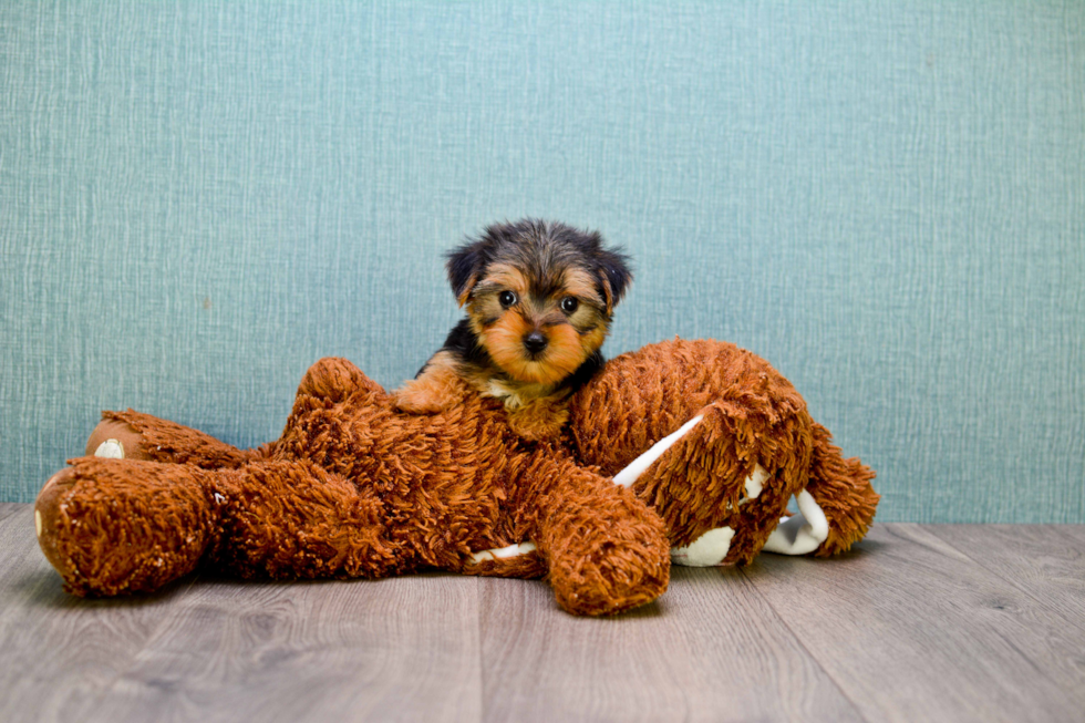Meet Ben - our Yorkshire Terrier Puppy Photo 3/3 - Florida Fur Babies